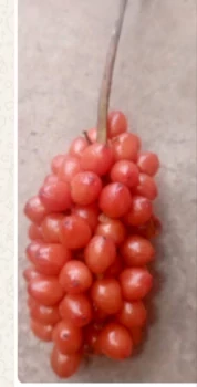 Bonsuee (@bonsuee) profile image